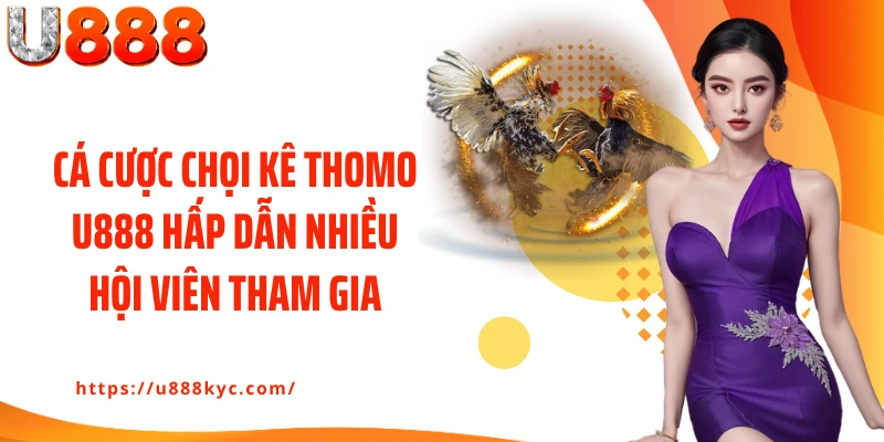 Cá cược chọi kê Thomo U888 hấp dẫn nhiều hội viên tham gia