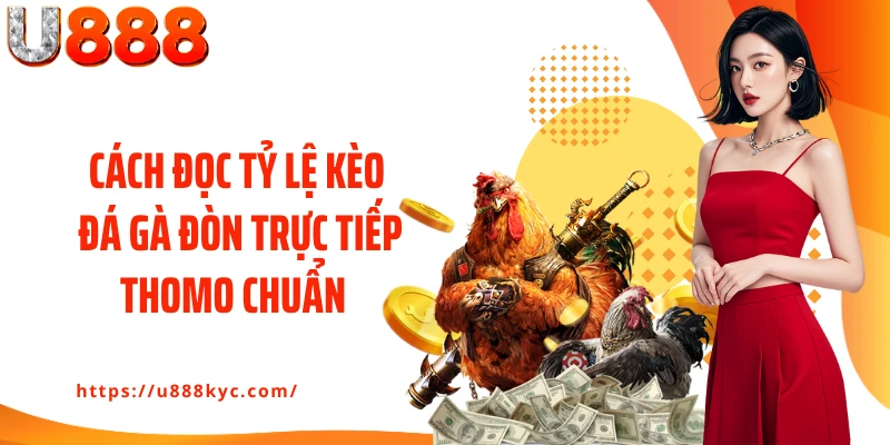 Cách đọc tỷ lệ kèo đá gà đòn trực tiếp Thomo chuẩn tại U888