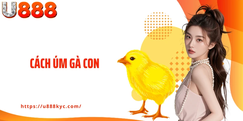 Cách Úm Gà Con: Bí Quyết Giúp Gà Khoẻ Mạnh Từ Bé Của U888