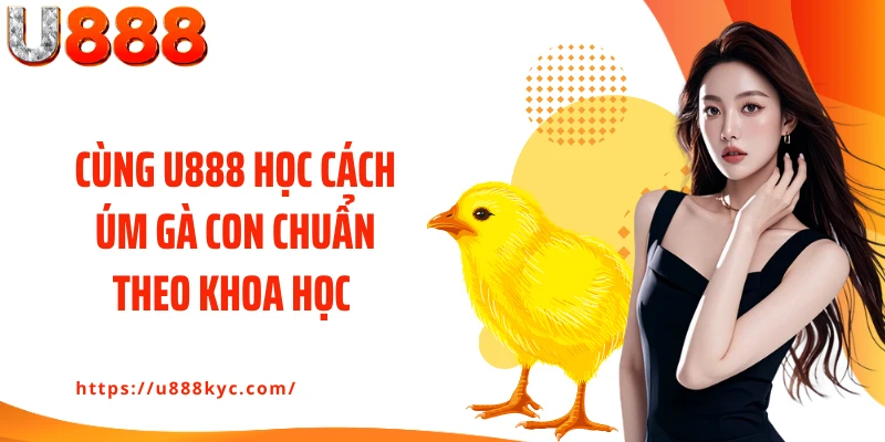 Cùng U888 học cách úm gà con chuẩn theo khoa học
