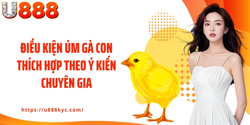 Điều kiện úm gà con thích hợp theo ý kiến chuyên gia