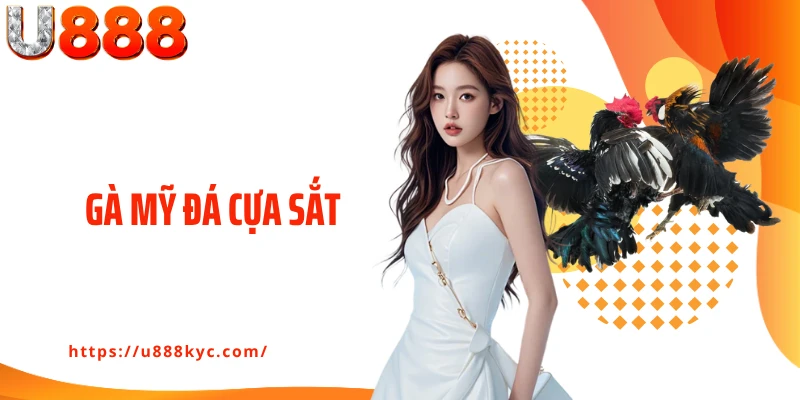 Gà Mỹ Đá Cựa Sắt: Trận Đấu Kê Bùng Nổ Số 1 Tại Nhà Cái U888