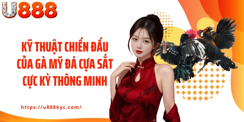 Kỹ thuật chiến đấu của gà Mỹ đá cựa sắt cực kỳ thông minh