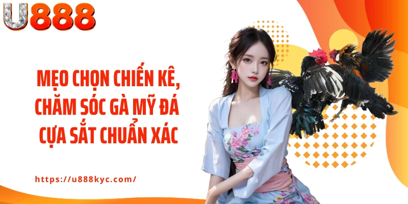 Mẹo chọn chiến kê, chăm sóc gà mỹ đá cựa sắt chuẩn xác