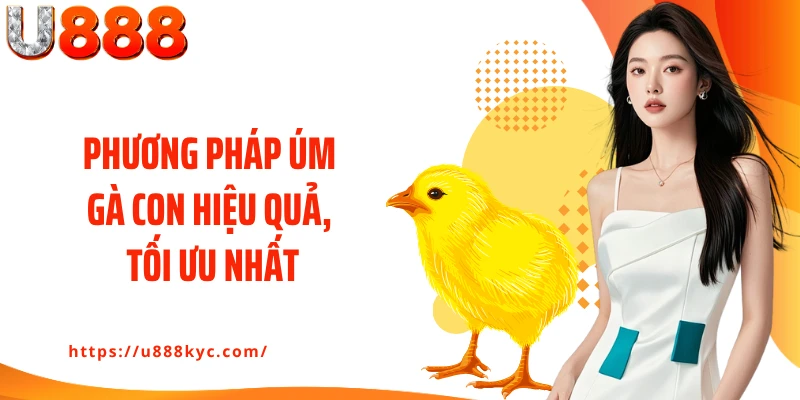 Phương pháp úm gà con hiệu quả, tối ưu nhất
